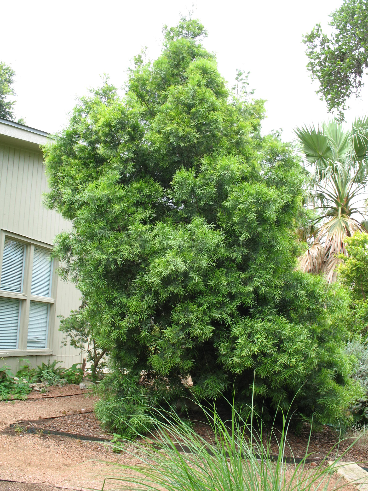 Online Plant Guide - Podocarpus gracilior / Fern Pine Podocarpus, Fern ...